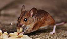 24 Hour & Emergency Exterminators in Leon, VA